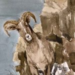 CURLY HORN SHEEP