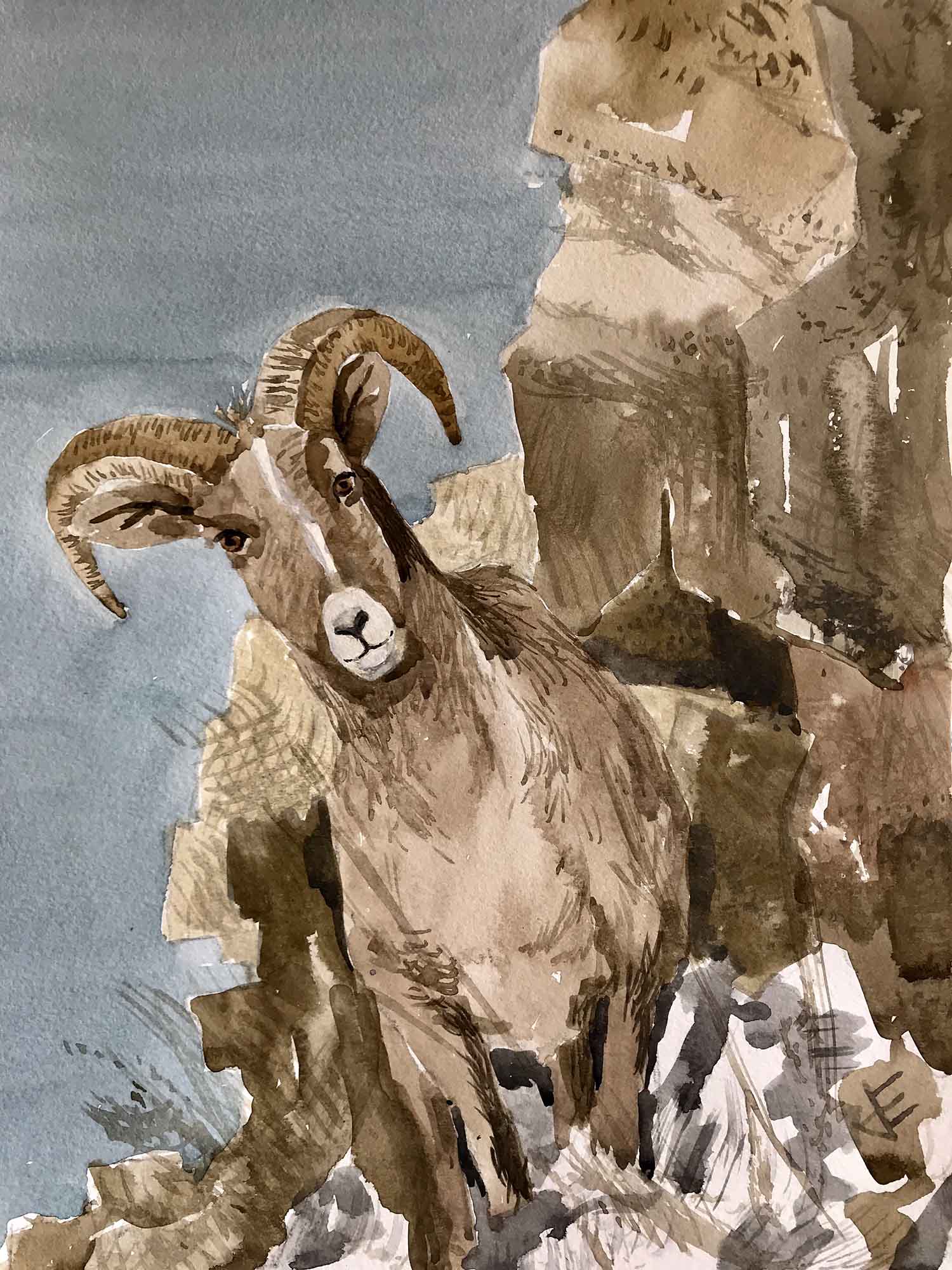 CURLY HORN SHEEP